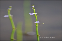 Lindernia hyssopoides